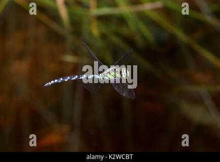 Männliche European Southern Hawker Dragonfly (Aeshna cyanea) im Flug, alias Blau Hawker Stockfoto