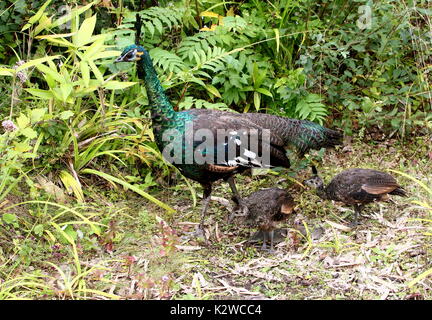 Weibliche asiatische Grüne Peahen oder Java Pfau (Pavo muticus) mit ihren beiden Küken Stockfoto