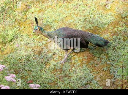 Weibliche asiatische Grüne Pfau oder Java Pfau (Pavo muticus). Stockfoto