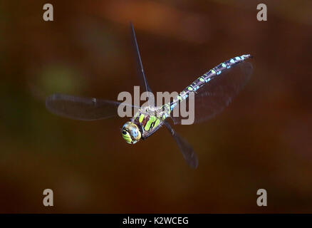 Männliche European Southern Hawker Dragonfly (Aeshna cyanea) im Flug, alias Blau Hawker Stockfoto