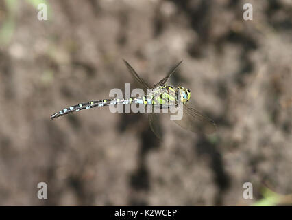 Männliche European Southern Hawker Dragonfly (Aeshna cyanea) im Flug, alias Blau Hawker Stockfoto