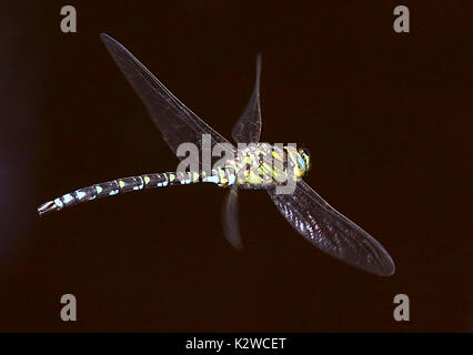 Männliche European Southern Hawker Dragonfly (Aeshna cyanea) im Flug, alias Blau Hawker Stockfoto