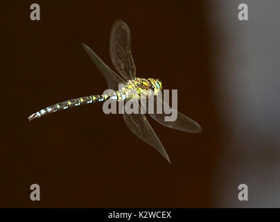Männliche European Southern Hawker Dragonfly (Aeshna cyanea) im Flug, alias Blau Hawker Stockfoto