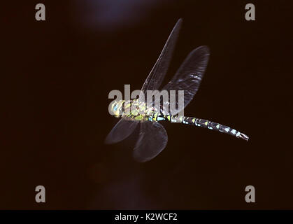 Männliche European Southern Hawker Dragonfly (Aeshna cyanea) im Flug, alias Blau Hawker Stockfoto
