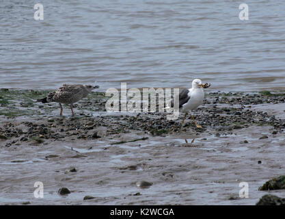 Silbermöwe, Larus argentatus, Erwachsene mit Krabben und bettelnde Kinder am Strand, Morecambe Bay, Lancashire, Großbritannien Stockfoto