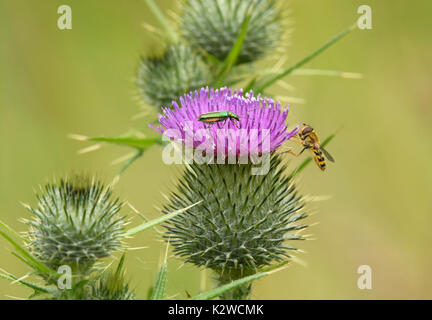 Aromia moschata Moschus Käfer, auf einer Distel sitzen zusammen mit einem Hoverfly, Stockfoto