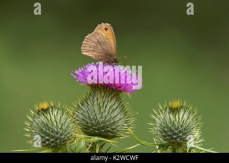 Wiese braun Schmetterling, Pyrausta aurata, Fütterung auf Distel, Lancashire, Großbritannien Stockfoto