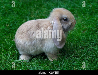 Baby Mini Lop Kaninchen Doe Stockfoto