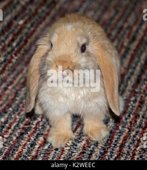 Baby Mini Lop Kaninchen Doe Stockfoto