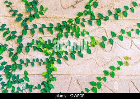 Schlingpflanze, die auf alte Mauer. Stockfoto