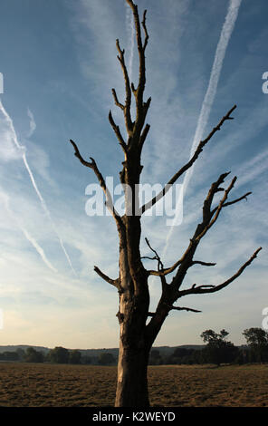 Früh auf, was zu einem rekordverdächtigen warmen August Bank Holiday Montag der aufgehenden Sonne Highlights einen alten Baum und das Flugzeug wegen. Stockfoto