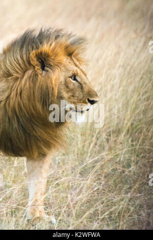 Profil Porträt einer männlichen Afrikanischen Löwen, Panthera leo, mit einem riesigen und wunderschönen Mähne, Masai Mara National Reserve, Kenia, Ostafrika Stockfoto