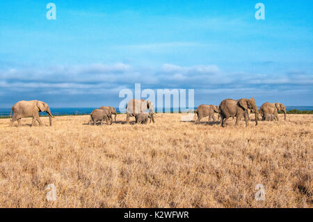 Herde der Afrikanische Elefant, Loxodonta africana, wandern über trockenes Gras in Ol Pejeta Conservancy, Samburu, nördlichen Kenia, Ostafrika Stockfoto