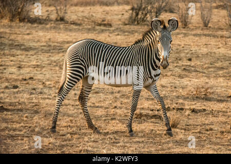 Seitenansicht eines einsamen wild Grevy Zebra, Equus grevyi, an der Kamera suchen, Buffalo Springs National Reserve, Isiolo County, Kenia, Ostafrika Stockfoto