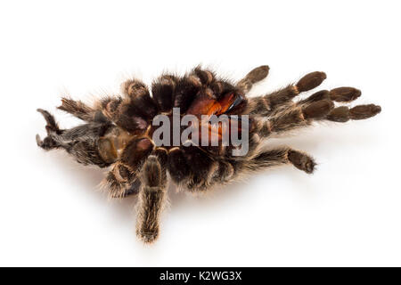 Die getrockneten Abdeckung einer vogelspinne (vogelspinne), das sich gehäutet hat Stockfoto