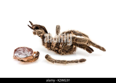 Die getrockneten Abdeckung einer vogelspinne (vogelspinne), das sich gehäutet hat Stockfoto