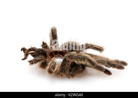 Die getrockneten Abdeckung einer vogelspinne (vogelspinne), das sich gehäutet hat Stockfoto