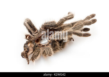 Die getrockneten Abdeckung einer vogelspinne (vogelspinne), das sich gehäutet hat Stockfoto