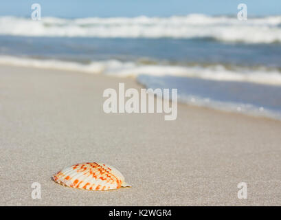 Muschel am Strand Stockfoto