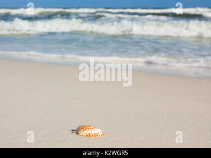 Muschel am Strand Stockfoto