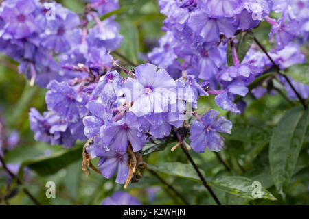 Regen nass Spätsommerblumen der duftenden mehrjährig, Phlox paniculata 'Blue Paradise' Stockfoto