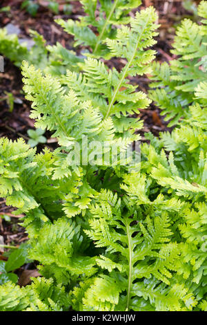 Aufwändig Wedel der Variante des Südlichen polypody Farn Polypodium cambricum Schneiden, (Pulcherrimum Gruppe) "Pulcherrimum Nr. 2" Stockfoto