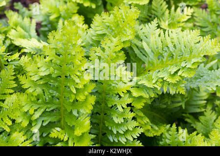 Aufwändig Wedel der Variante des Südlichen polypody Farn Polypodium cambricum Schneiden, (Pulcherrimum Gruppe) "Pulcherrimum Nr. 2" Stockfoto