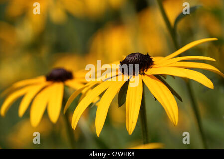 Detailansicht Der gelbe Blume wenig Goldstar Stockfoto