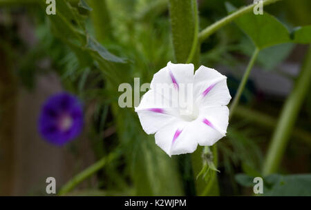 Ipomeas twining Um eine Sonnenblume stammen. Stockfoto