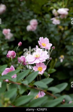 Japanische Anemonen Blüte im Spätsommer. Stockfoto