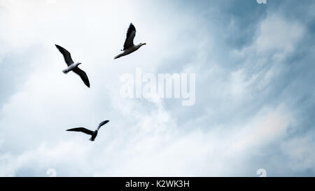 Drei Möwen am Himmel, schöne Vögel Familie weg fliegen, natürliche Himmel Hintergrund mit Kopie Raum, Freiheit Konzept Stockfoto