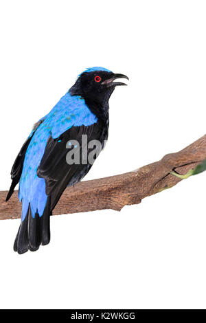 Asiatische fairy Bluebird (Irena puella) Gesang, auf weißem Hintergrund. Stockfoto