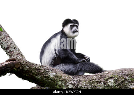 Östlicher oder bemantelter Schwarzweiß-Colobus (Colobus guereza) auf einem Baum, isoliert auf weißem Hintergrund. Stockfoto