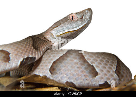 Copperhead (Agkistrodon contortrix), Porträt auf weißem Hintergrund. Stockfoto