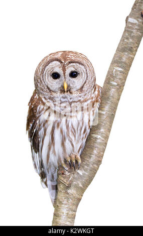 Verjähren in Owl (Strix varia) Porträt, auf weißem Hintergrund. Stockfoto