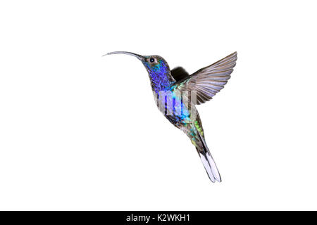 Violett sabrewing (Campylopterus hemileucurus), männlich im Flug, auf weißem Hintergrund. Stockfoto