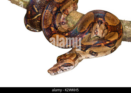 Kaiser Boa (Boa constrictor Imperator) hängen in einem Baum, auf weißem Hintergrund. Stockfoto