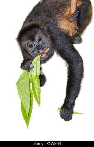 Mantled Brüllaffe (Alouatta palliata), männlich Fütterung auf Baum Blätter, auf weißem Hintergrund. Stockfoto