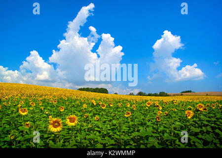 ITALIEN, TOSKANA, STÄDTE, LANDSCHAFTEN, KULTUREN, BAUERNHÖFE, SKULPTUREN, BAUERNHÖFE, SONNENBLUMEN, ETRUSKER, Stockfoto