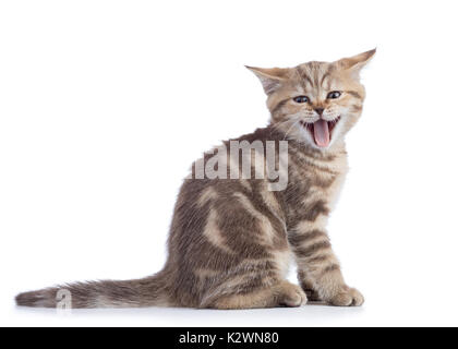 Kleine Katze Kätzchen mit offenen Mund gähnen. Studio gedreht. Stockfoto