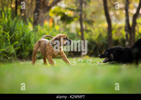 Boerboel Welpen und ein Schäferhund x Labrador Welpe spielen ina Hinterhof Stockfoto