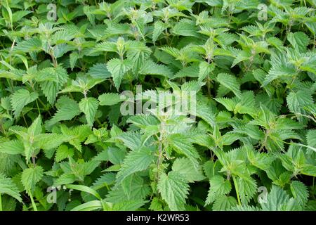 Brennesseln Stockfoto