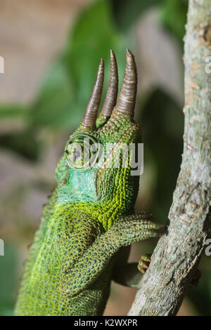 Jacksons Chamäleon (Trioceros jacksonii) auf Zweig, Nairobi, Kenia Stockfoto