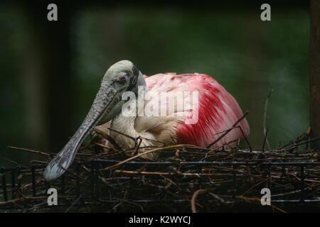 Rosalöffler ruht in einem Nest an der Homosassa Springs State Wildlife Park Stockfoto