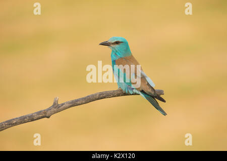 Europäische Rolle (Coracias garrulus), Erwachsener, auf Zweig, Vojvodina, Serbien gehockt, Juni Stockfoto