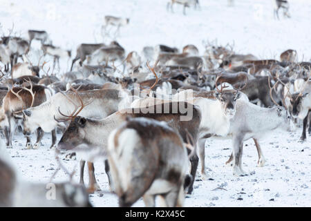 Herde von Rentieren, Abisko, Norrbotten County, Gemeinde Kiruna, Lappland, Schweden Stockfoto