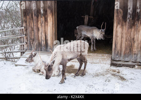 Schöne Rentier in einem Stall im Winter Stockfoto