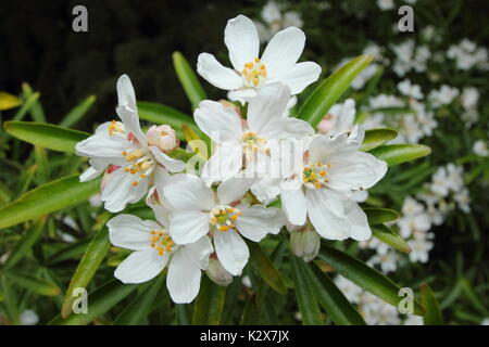 Choisya x dewitteana 'Aztec Pearl' oder Mock orange Blüte, eine aromatische, immergrüne Strauch, in voller Blüte im späten Frühjahr in einen Englischen Garten Grenze, Großbritannien Stockfoto