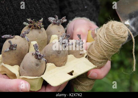 Solanum tuberosum. Gechittete Samenkartoffeln in einer recycelten Eierbox, bereit zum Pflanzen - Frühjahr, Großbritannien Stockfoto