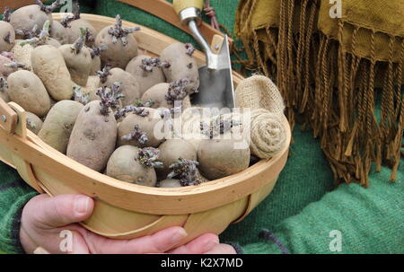 Solanum tuberosum. Chitted Pflanzkartoffeln bereit für die Bepflanzung in na Englis hgarden - spring UK Stockfoto